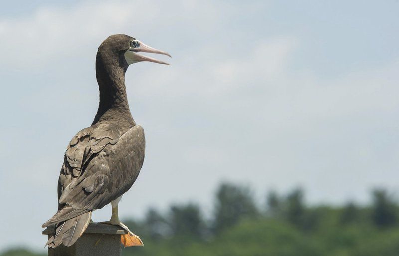   A Brown Booby, a rare sea bird never spotted in New Hampshire before Saturday, sits on a deck overlooking Cobbetts Pond in Windham. 