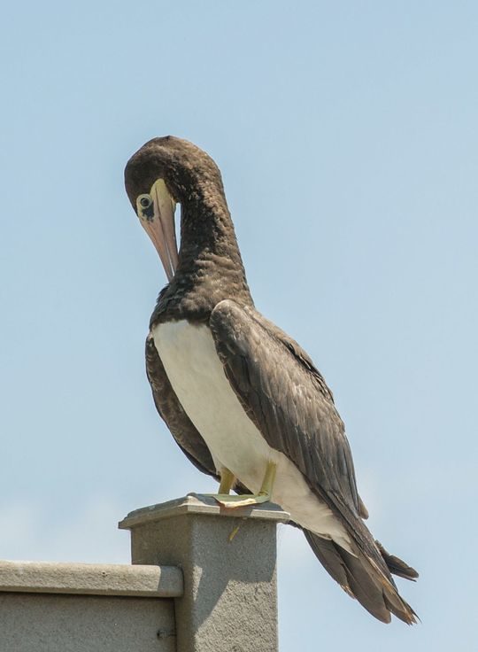 Click to enlarge Brown Booby