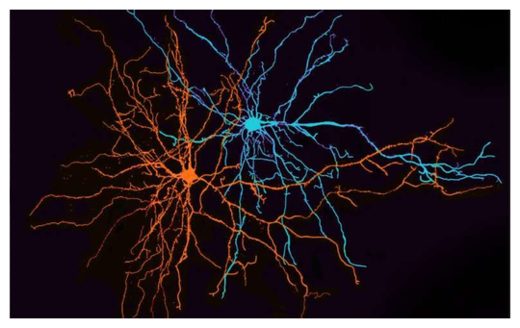 Brain Circuits