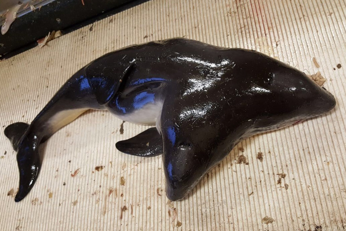 two-headed porpoise