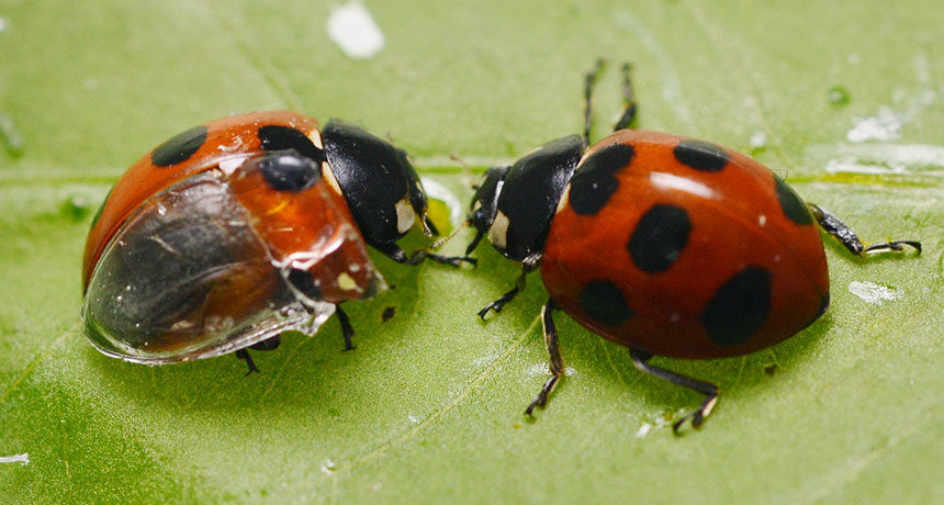 ladybugs