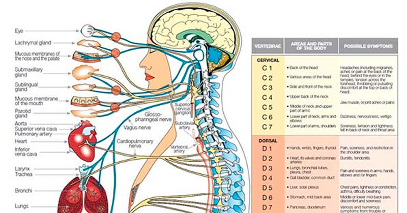 lymphatic system