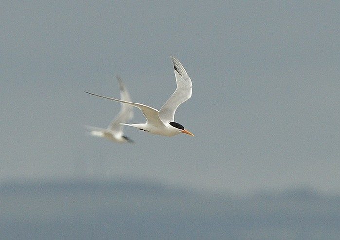  Elegant Tern (above and Sandwich Tern below)