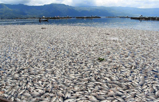 Click to enlarge dead fish