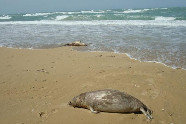 Dead seals on the beaches of the Caspian Sea.