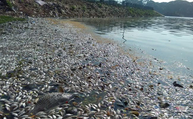 Click to enlarge dead fish