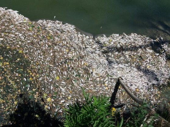 Click to enlarge Thousands of dead fish in Elsa