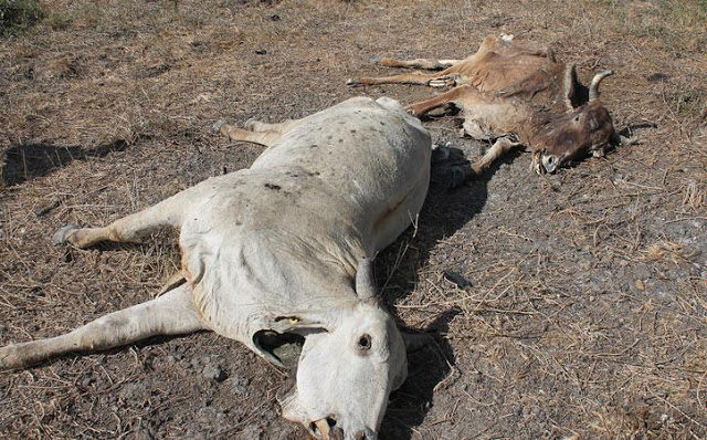 Click to enlarge dead cows