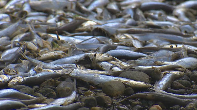 Click to enlarge Scores of dead anchovies washed ashore in Case Inlet, near Belfair, Washington, last week.