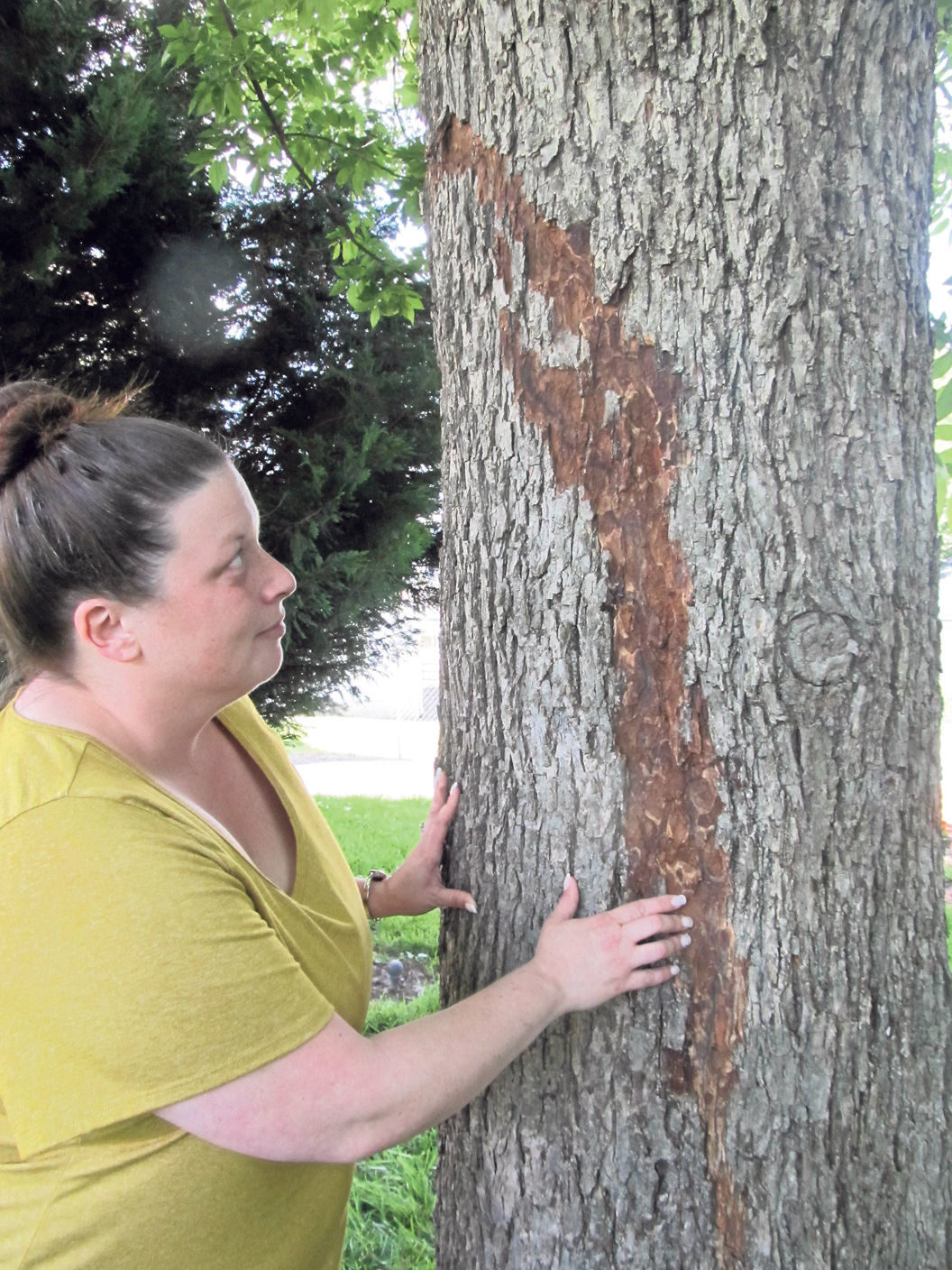 Click to enlarge Scorched bark in Rocky Mount, VA