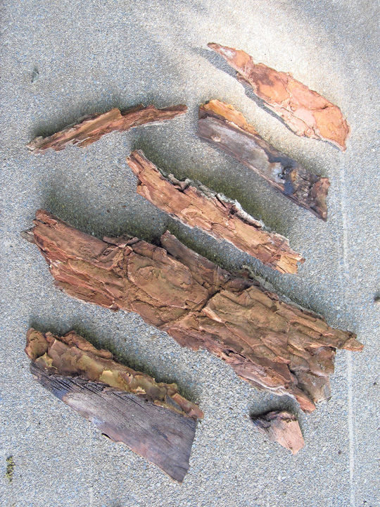 Click to enlarge Pieces of bark