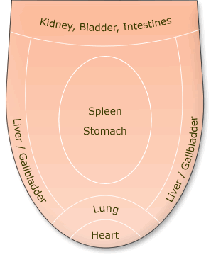 Click to enlarge tongue and organs