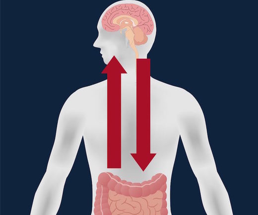 brain gut connection