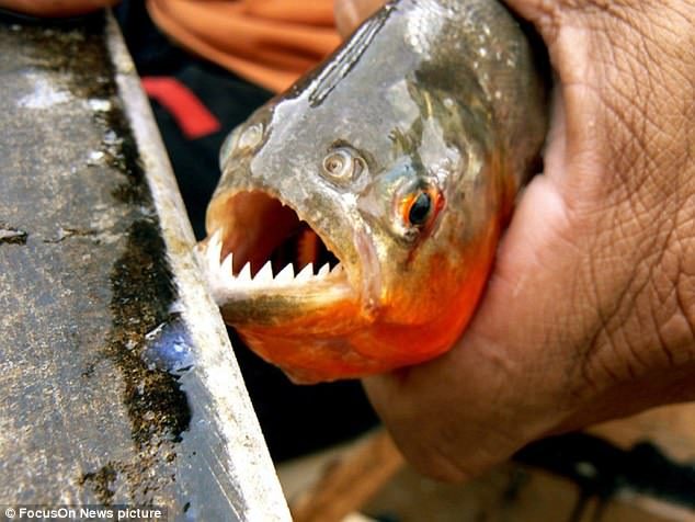 Tourists have complained that local authorities are not doing enough to remind them of the threats of the shoals of predatory fish 