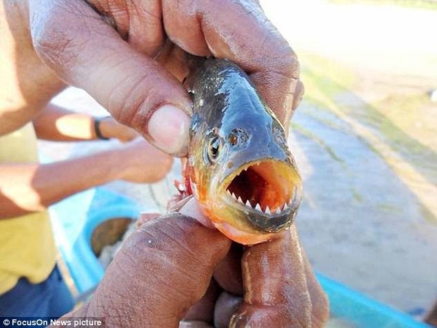 Click to enlarge There have been numerous reported of piranha attacks over the last few months
