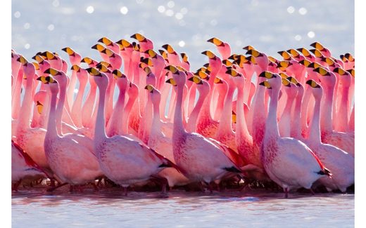 Click to enlarge Pink flamingos
