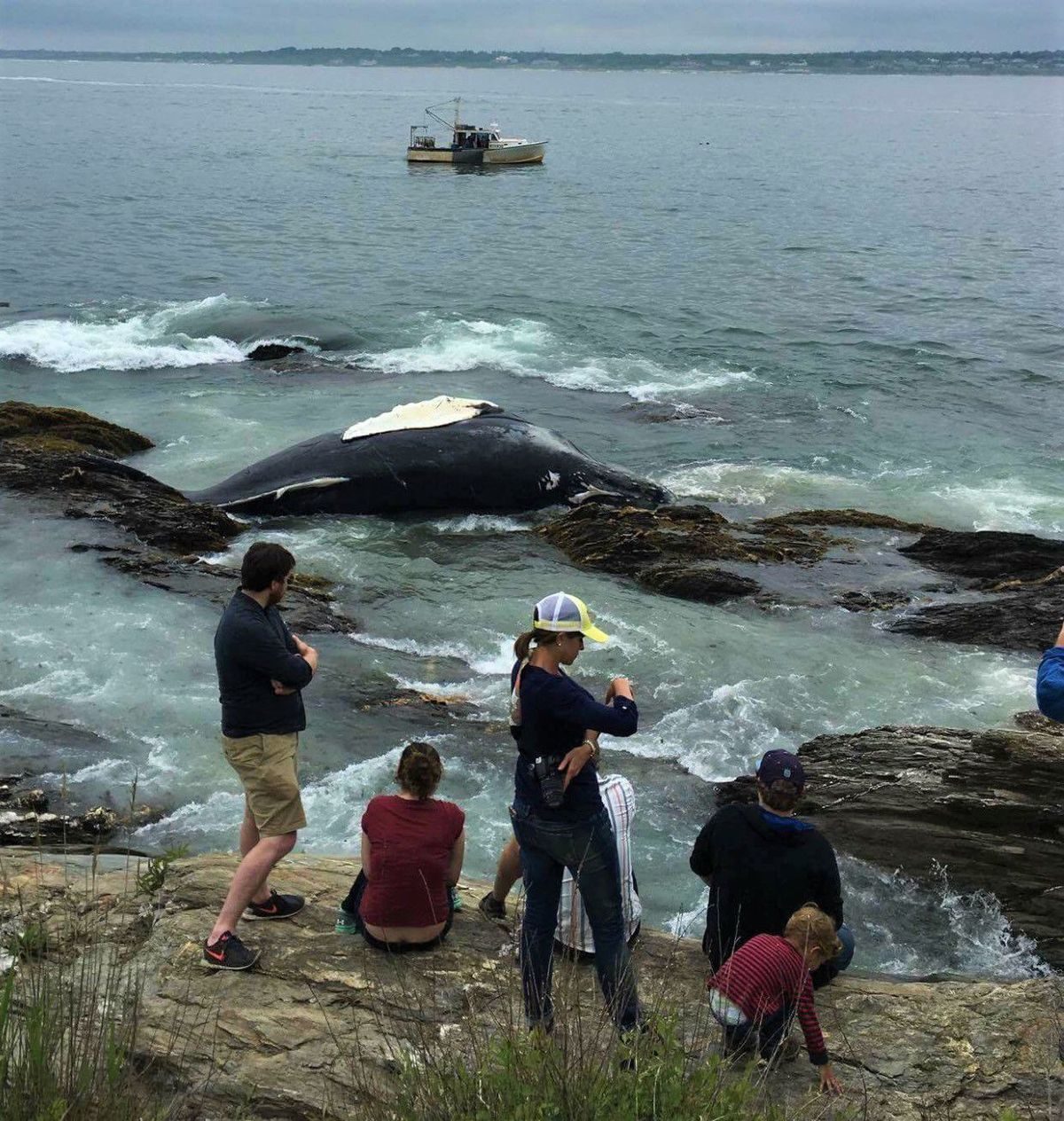 People view a humpback whale that washed ashore in Jamestown on Friday