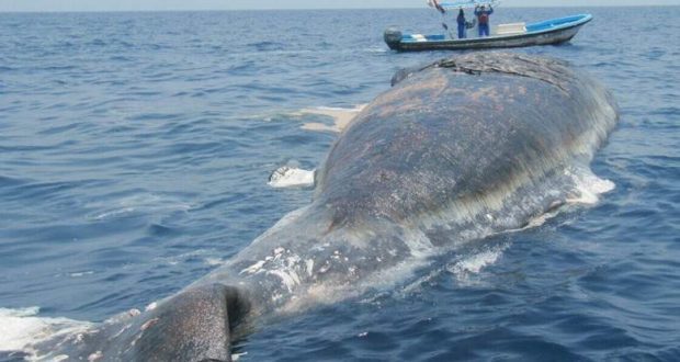 Dead whale 