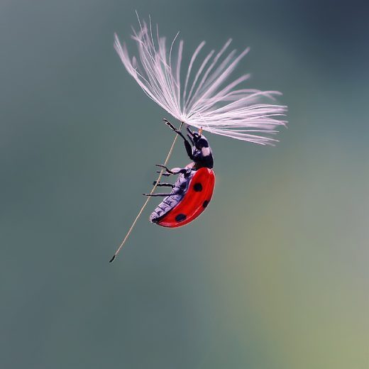 Click to enlarge Lady bug parashuting