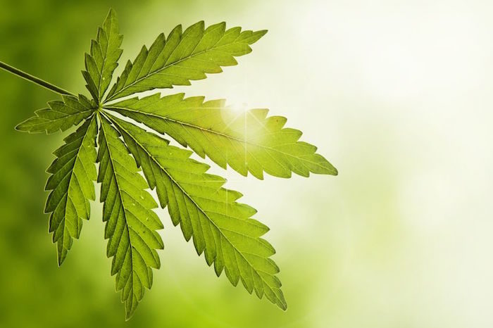 Click to enlarge cannabinoids