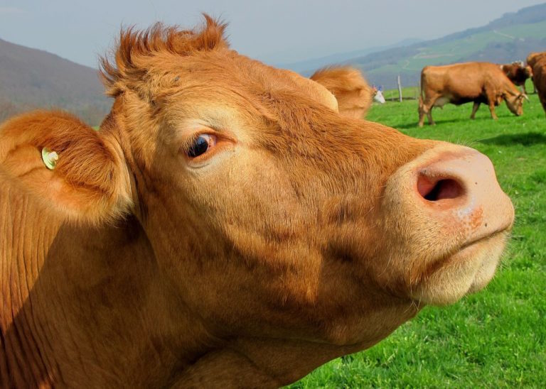 Click to enlarge chocolate cow