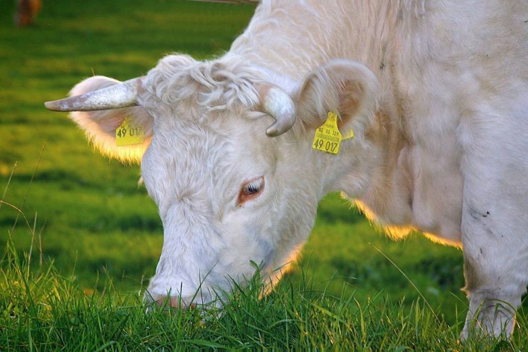 Click to enlarge A vanilla cow