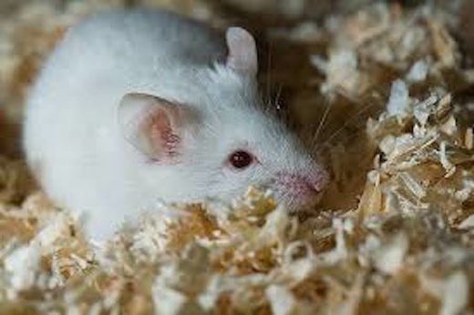 Click to enlarge monsanto mouse
