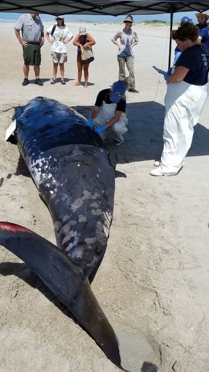 A Marine Mammal Stranding Response Team performs a necropsy Monday on a beached whale at Fort Macon State Park.
