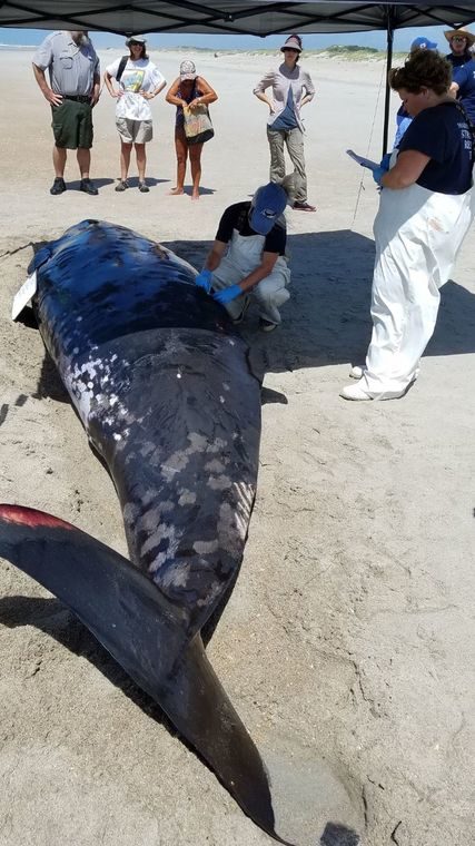 Click to enlarge A Marine Mammal Stranding Response Team performs a necropsy Monday on a beached whale at Fort Macon State Park.