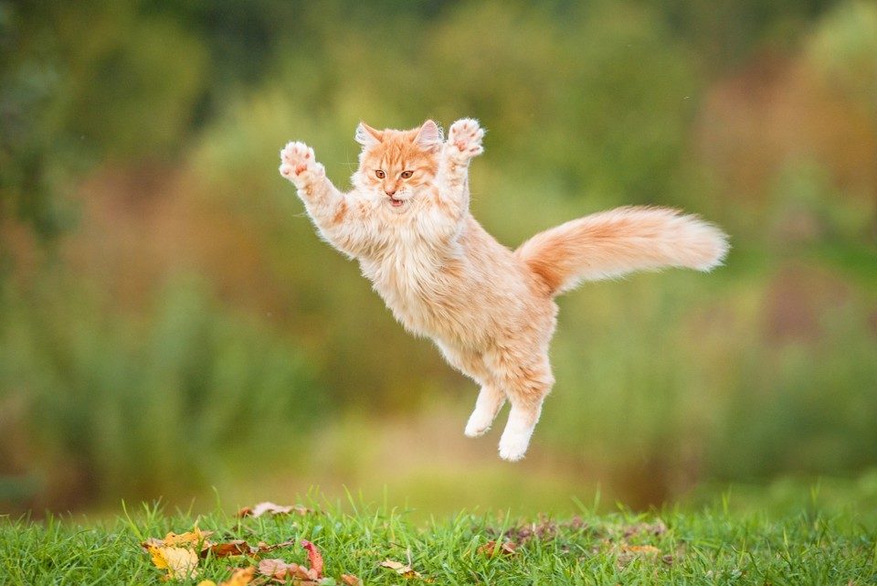 Kitten playing