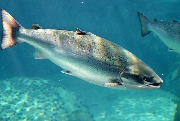 Atlantic salmon
