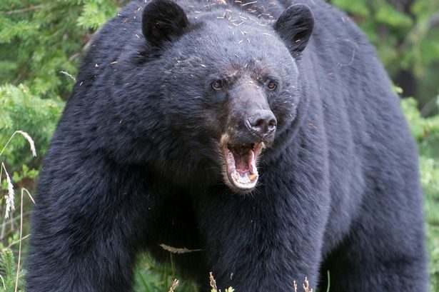  Black bear