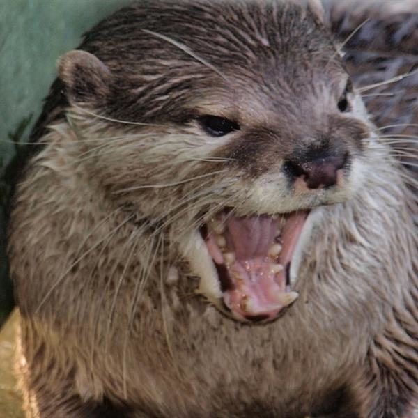 otter