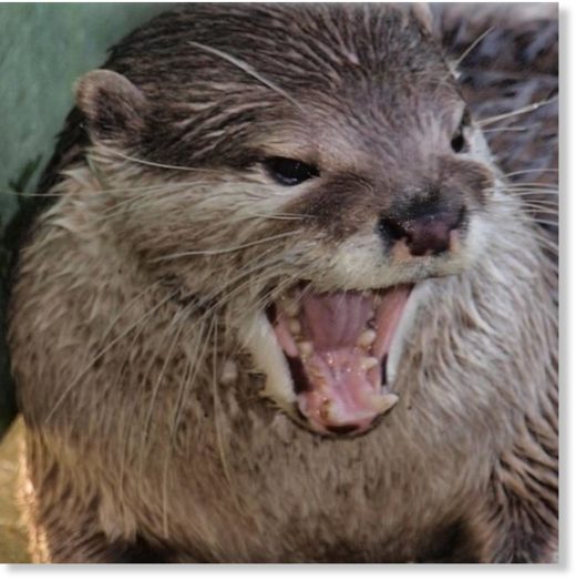 otter