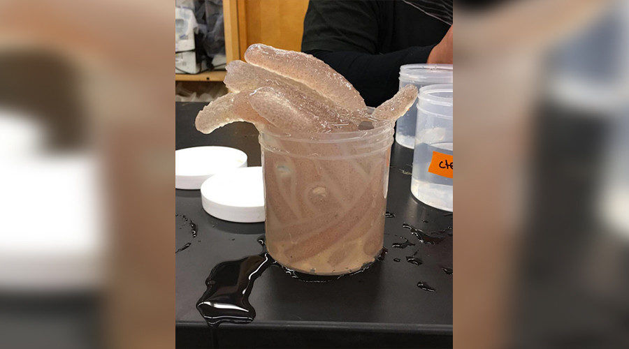 Click to enlarge pyrosomes