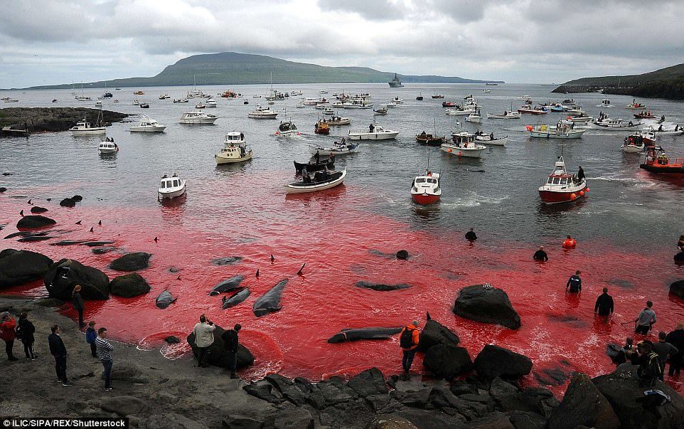 The sea was turned red after local fishermen on the Faroe Islands took part in their annual killing of a herd of pilot whales 