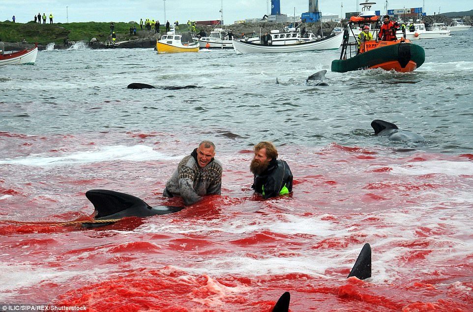 Two men were seen wading through the shallow water as a number of whales who had just been slaughtered by the fishermen