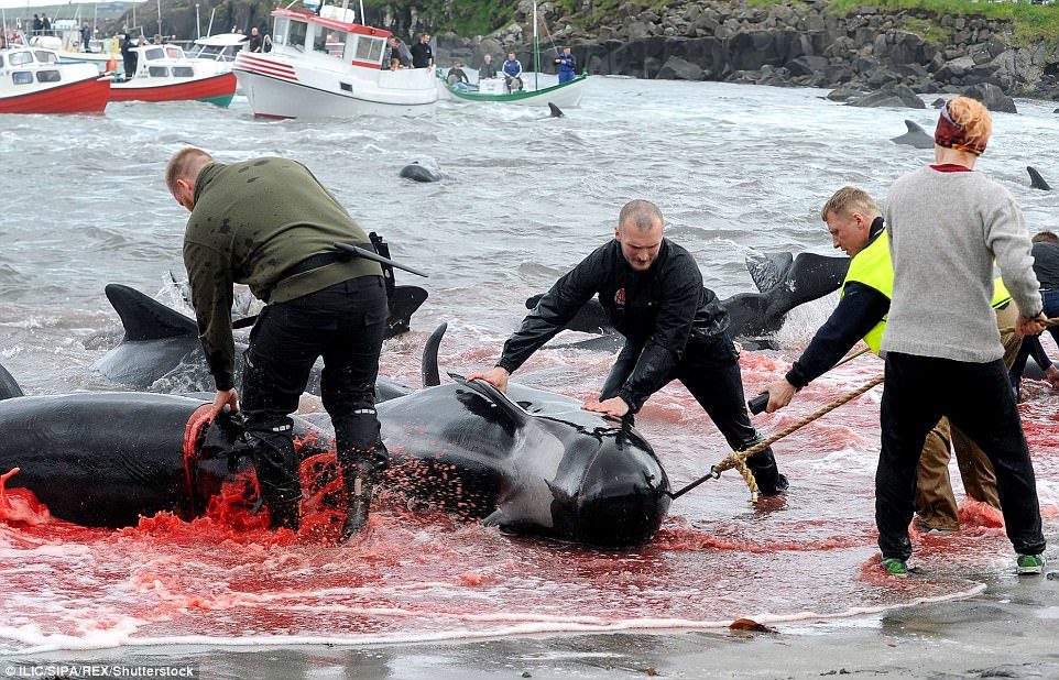 A group of fishermen worked together to pull the whales onto the shore after they had just been slaughtered during the annual event