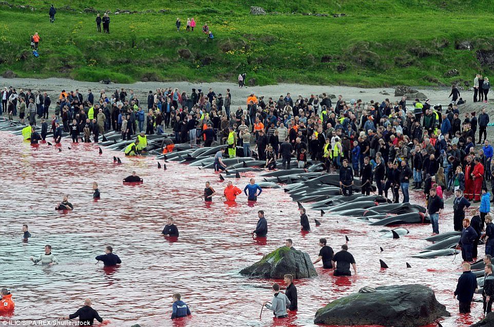 Hundreds of people gathered on the beach to witness the hunt, known as the grindadrap, and many of the people ended up in the water 