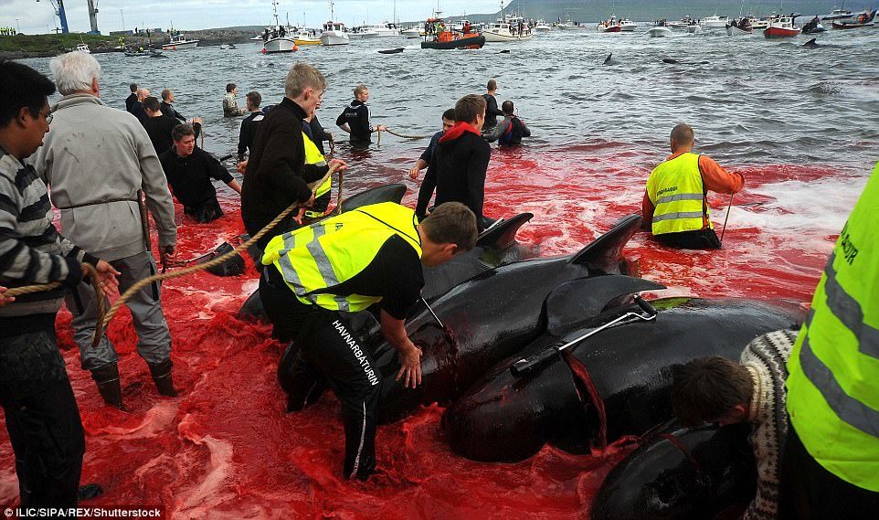 The sea turned red as the whales bled after they were surrounded and later slaughtered by the fishermen who had made their way into the water 