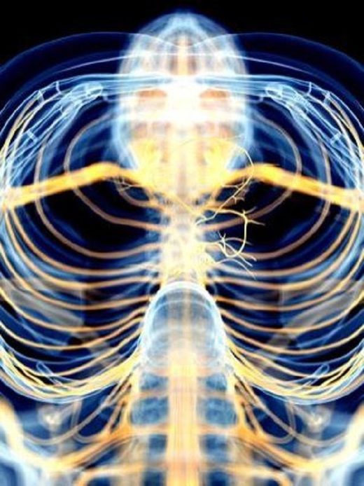 vagus nerve