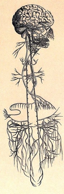 vagus nerve