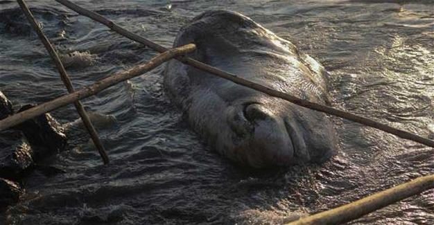 DEAD WHALE