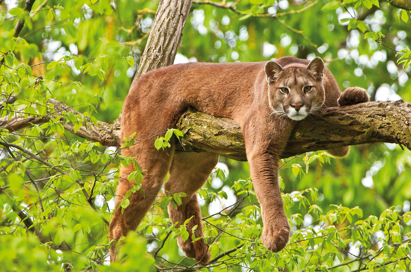 Puma