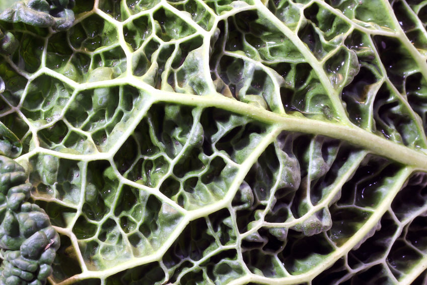 green leaf
