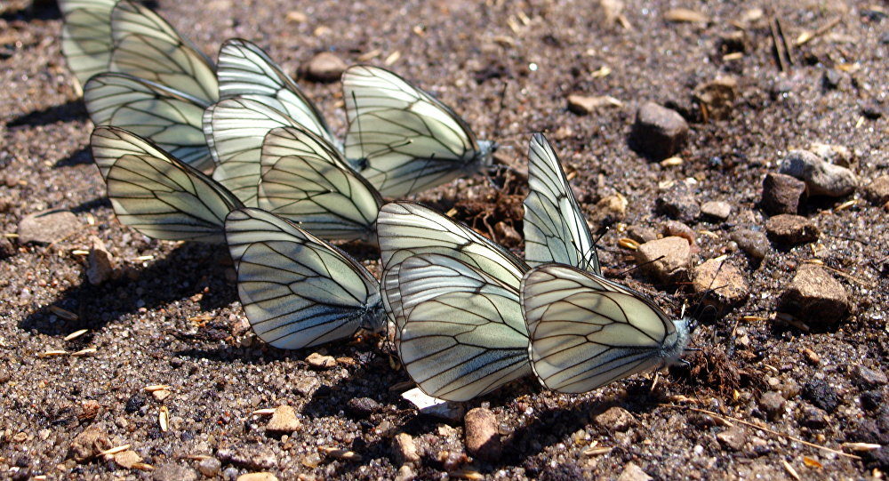 Black-veined Whites