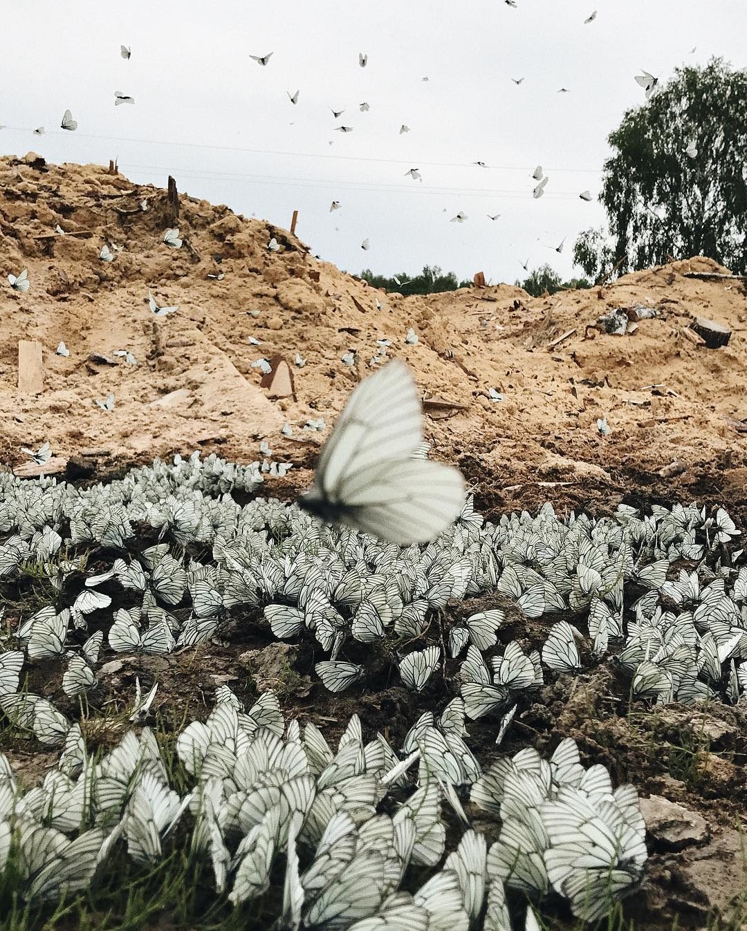 Click to enlarge butterflies