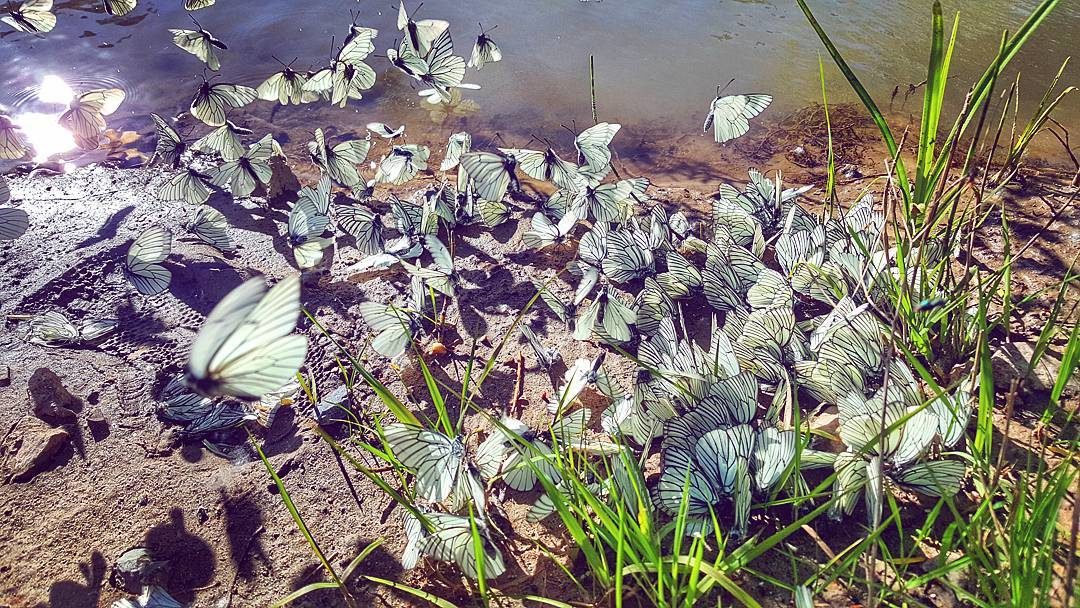 Click to enlarge butterflies