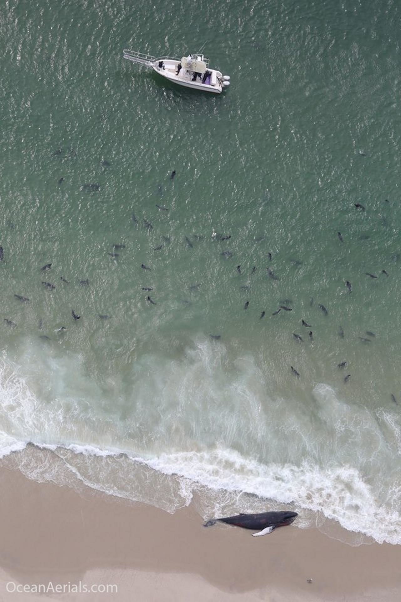 One of the dead whales found recently