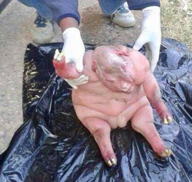 Superstitious villagers have been living in fear since a sheep gave birth to this creature (pictured) that was said by elders to be half-human half-beast and 'sent by the devil'  